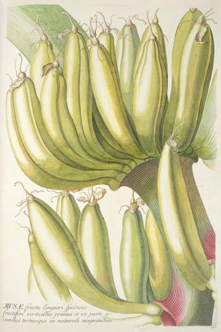 Georg Dionysius Ehret - Musae.webp