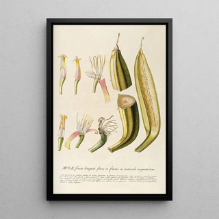 Georg Dionysius Ehret - Musae II.webp