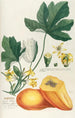 Papaya - Georg Dionysius Ehret — widok dzieła