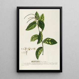 Georg Dionysius Ehret - Petiveria.webp