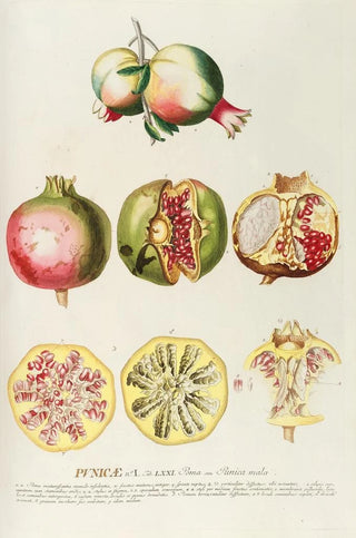 Georg Dionysius Ehret - Punicae.webp