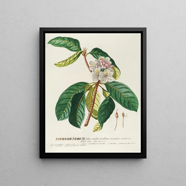 Georg Dionysius Ehret - Rhododendrum.webp