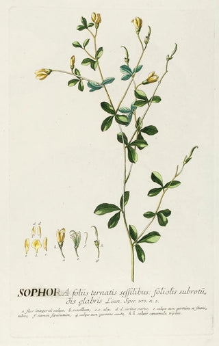 Georg Dionysius Ehret - Sophora II.webp