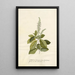 Spiraea - Georg Dionysius Ehret — oprawiony obraz na ścianie