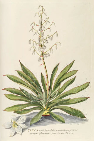 Georg Dionysius Ehret - Yucca.webp