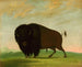 Bison pasący się na prerii - George Catlin — widok dzieła