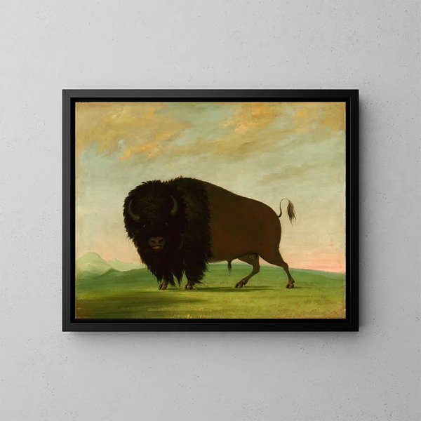 Bison pasący się na prerii - George Catlin — oprawiony obraz na ścianie