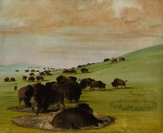 Bizony w kałuży wodnej - George Catlin — widok dzieła