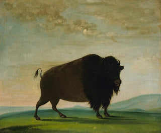 Bawół pasący się na łące - George Catlin — widok dzieła