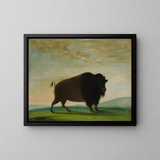 Bawół pasący się na łące - George Catlin — oprawiony obraz na ścianie