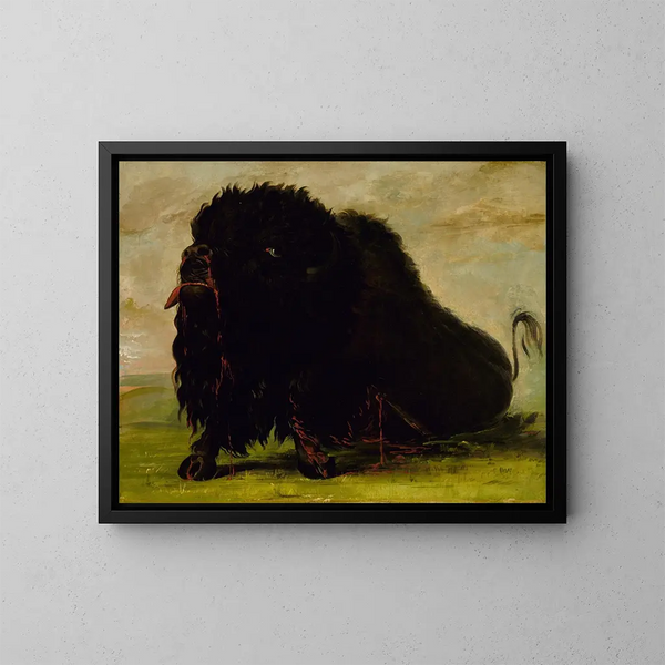 Bison umierający trafiony strzałą - George Catlin — oprawiony obraz na ścianie