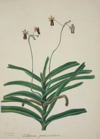 George De Alwis - Mon Jardin a Ceylan Pl017.webp