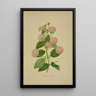 George De Alwis - Mon Jardin a Ceylan Pl020.webp