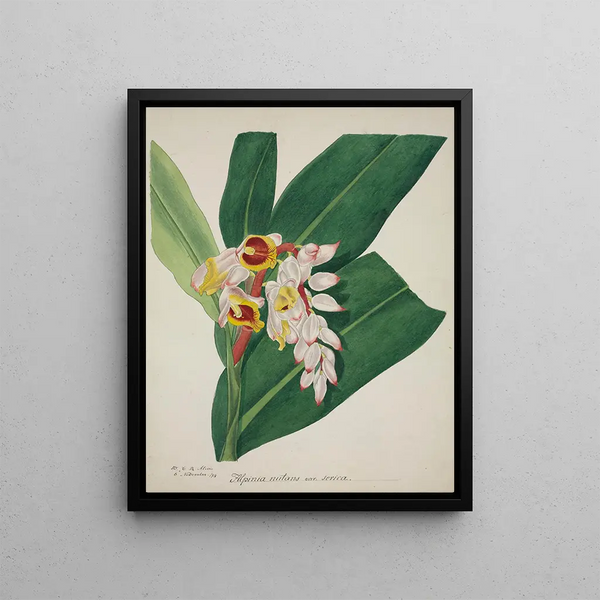 George De Alwis - Mon Jardin a Ceylan Pl023.webp