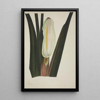 George De Alwis - Mon Jardin a Ceylan Pl026.webp