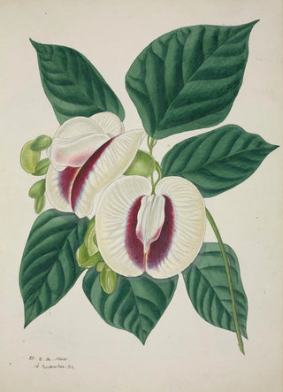 George De Alwis - Mon Jardin a Ceylan Pl038.webp