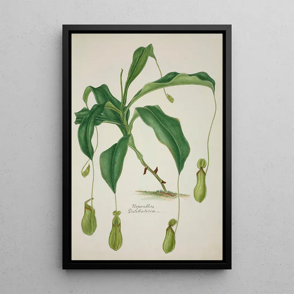 George De Alwis - Mon Jardin a Ceylan Pl040.webp