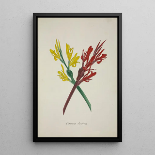 George De Alwis - Mon Jardin a Ceylan Pl049.webp