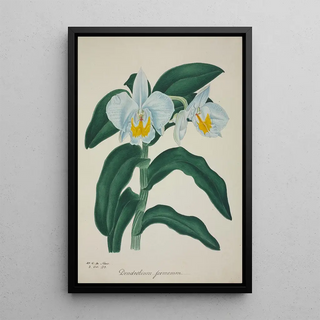 George De Alwis - Mon Jardin a Ceylan Pl060.webp