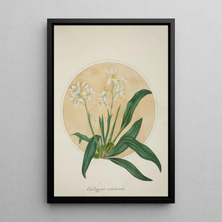 George De Alwis - Mon Jardin a Ceylan Pl062.webp