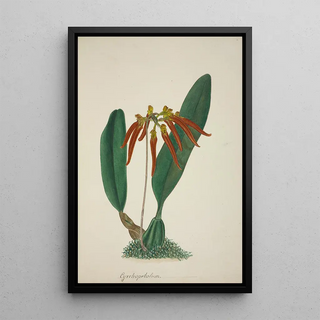 George De Alwis - Mon Jardin a Ceylan Pl065.webp