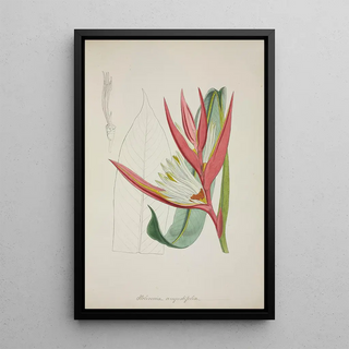 George De Alwis - Mon Jardin a Ceylan Pl069.webp