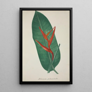 George De Alwis - Mon Jardin a Ceylan Pl070.webp