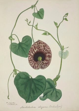 George De Alwis - Mon Jardin a Ceylan Pl071.webp