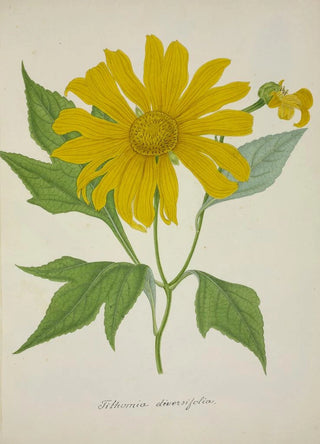 George De Alwis - Mon Jardin a Ceylan Pl074.webp