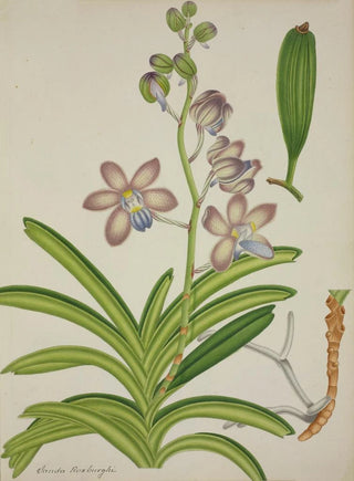 George De Alwis - Mon Jardin a Ceylan Pl075.webp