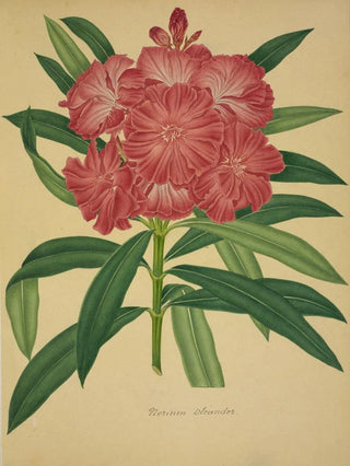 George De Alwis - Mon Jardin a Ceylan Pl079.webp