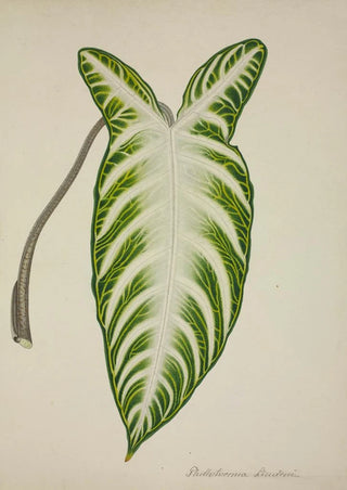 George De Alwis - Mon Jardin a Ceylan Pl081.webp