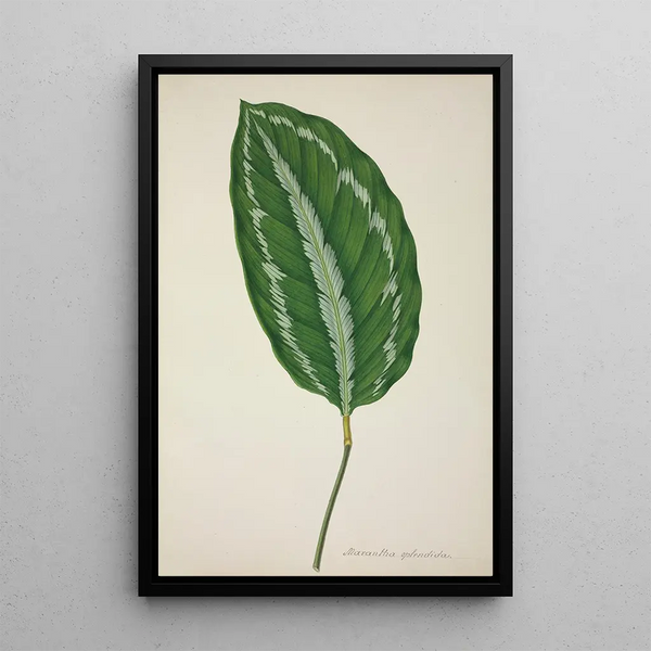 George De Alwis - Mon Jardin a Ceylan Pl085.webp