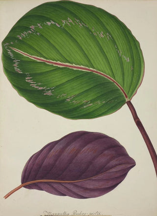 George De Alwis - Mon Jardin a Ceylan Pl087.webp