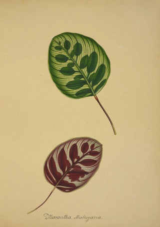 George De Alwis - Mon Jardin a Ceylan Pl095.webp