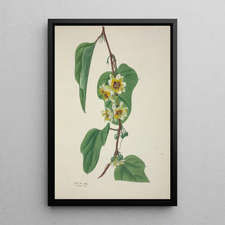 George De Alwis - Mon Jardin a Ceylan Pl100.webp