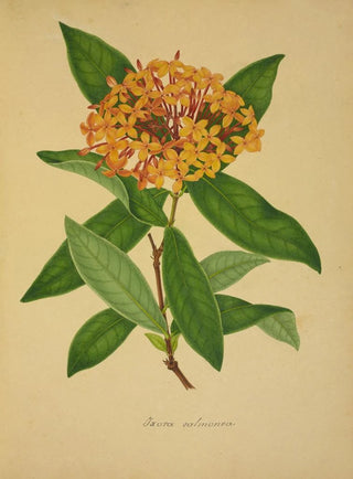 George De Alwis - Mon Jardin a Ceylan Pl105.webp