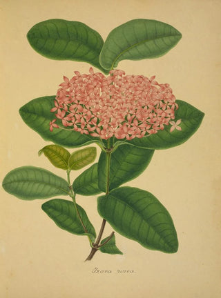 George De Alwis - Mon Jardin a Ceylan Pl106.webp