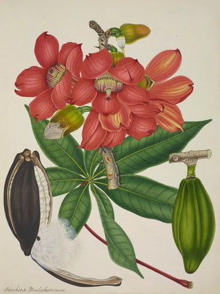 George De Alwis - Mon Jardin a Ceylan Pl113.webp