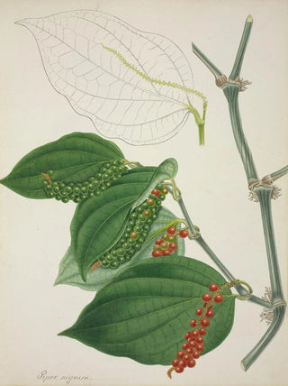 George De Alwis - Mon Jardin a Ceylan Pl116.webp