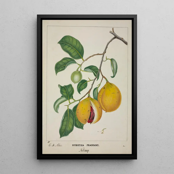 George De Alwis - Mon Jardin a Ceylan Pl117.webp