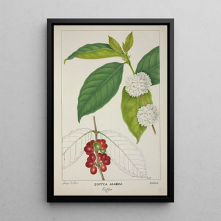 George De Alwis - Mon Jardin a Ceylan Pl122.webp