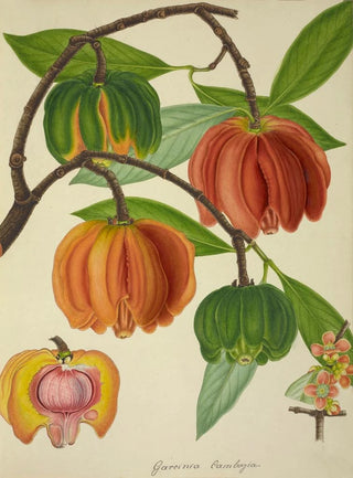 George De Alwis - Mon Jardin a Ceylan Pl129.webp