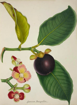 George De Alwis - Mon Jardin a Ceylan Pl130.webp