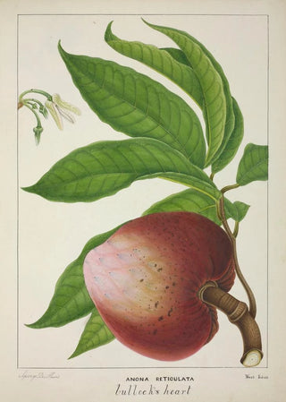 George De Alwis - Mon Jardin a Ceylan Pl132.webp