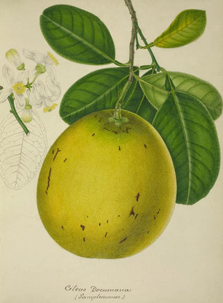 George De Alwis - Mon Jardin a Ceylan Pl134.webp