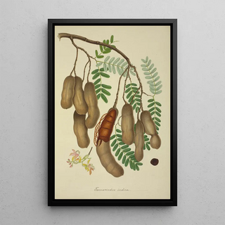 George De Alwis - Mon Jardin a Ceylan Pl138.webp