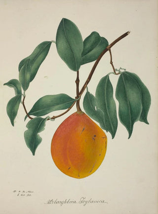 George De Alwis - Mon Jardin a Ceylan Pl144.webp
