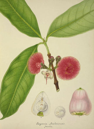 George De Alwis - Mon Jardin a Ceylan Pl147.webp