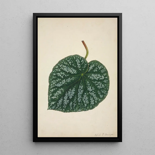 George De Alwis - Mon Jardin a Ceylan Pl161.webp